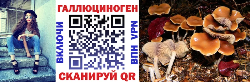 Галлюциногенные грибы прущие грибы  Балтийск 